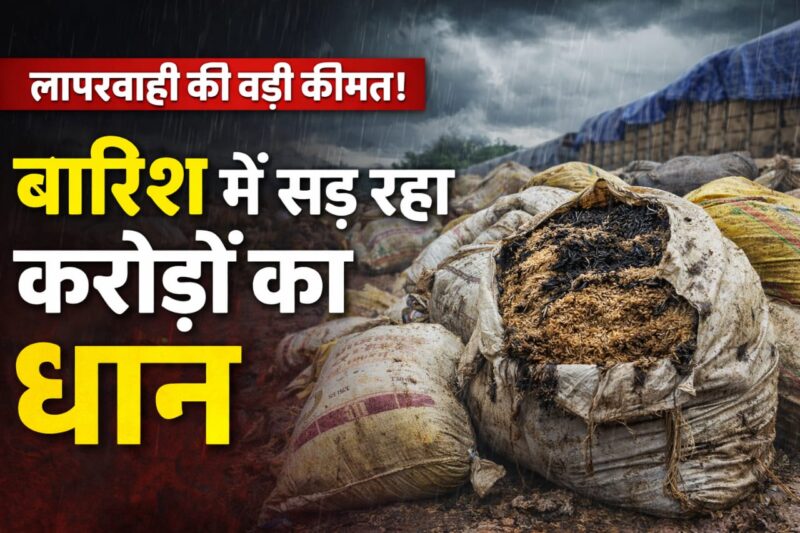 बारिश में बह गई व्यवस्था, गोदामों में सड़ रहा करोड़ों का धान