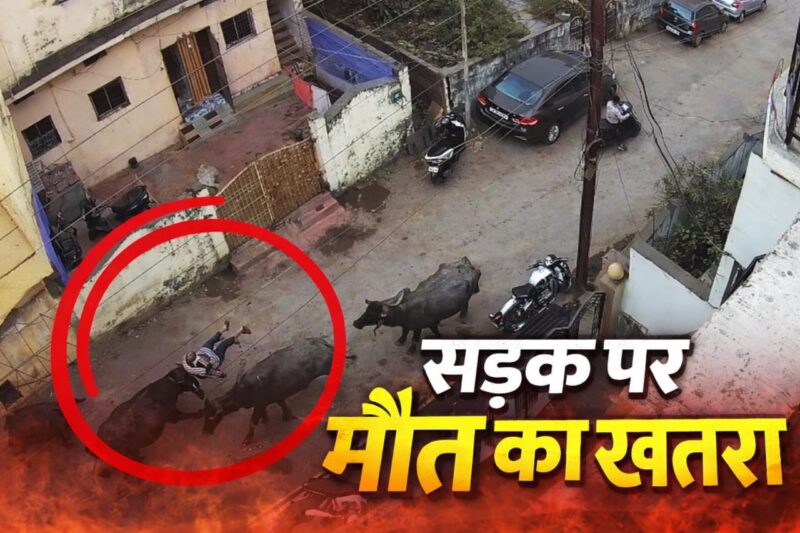 रायपुर: भैंस ने बुज़ुर्ग को उठाकर पटक दिया, परिवार निगम कार्यालय पहुंचा शिकायत करने