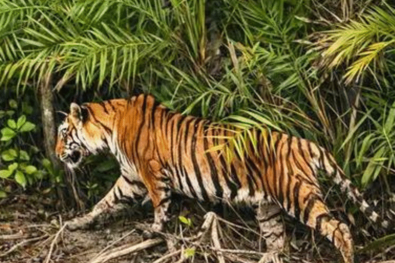 Bangladesh joins International Big Cat Alliance as new member, count reaches 27