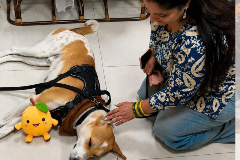 From Odisha's streets to global peace symbol: Peace dog Aloka in Delhi, meets Maneka Gandhi