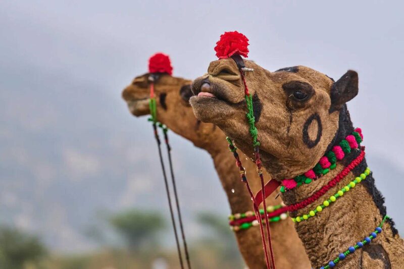 Kashmir camel seized over Eid ‘slaughter’ claim, owner hoofs it to court