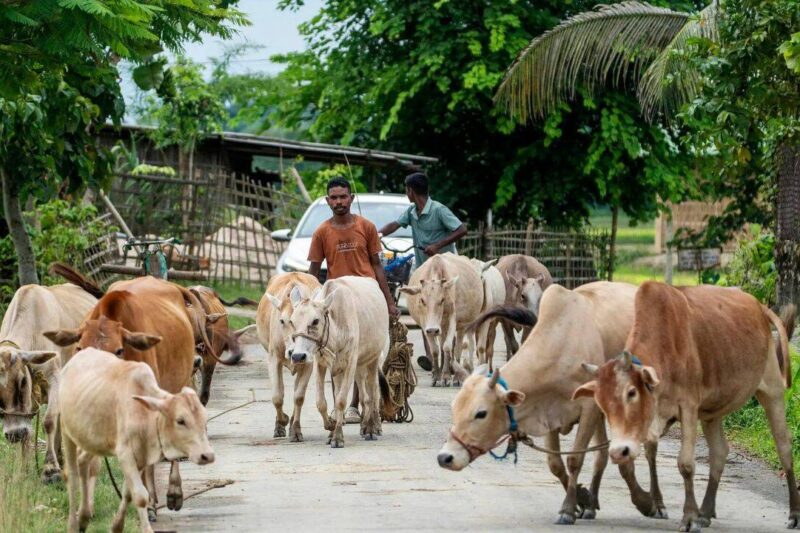 SC stays Madras HC order directing total ban on cow slaughter during Bakrid